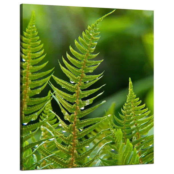 obraz-na-plotnie-botanika-paproc-z-rosa-80x100-cm