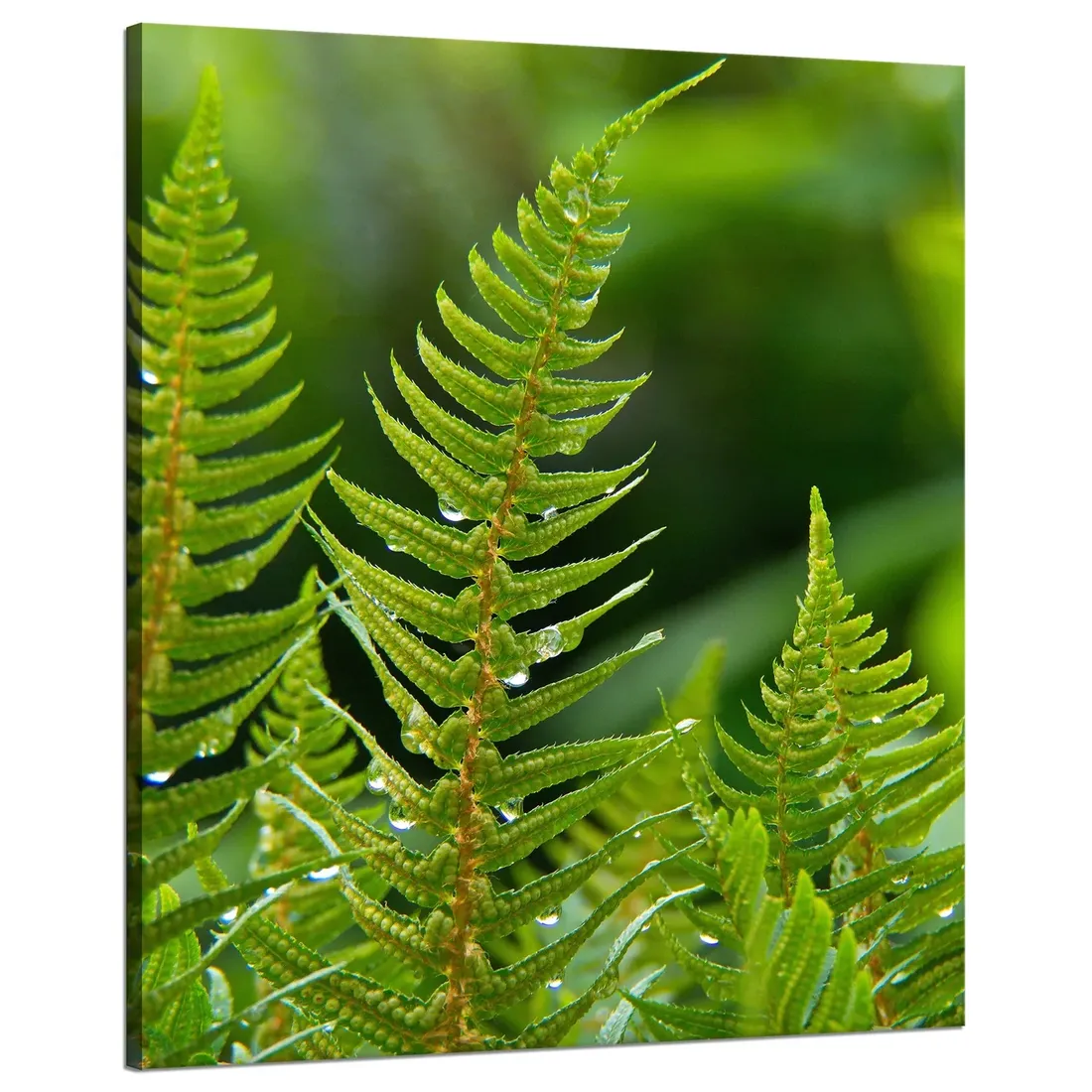 obraz-na-plotnie-botanika-paproc-z-rosa-80x100-cm-stan-nowy