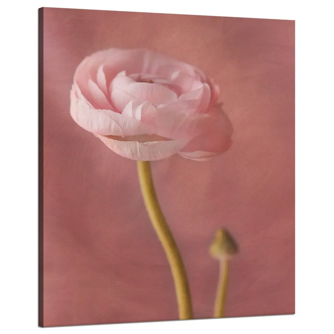 obraz-na-plotnie-botanika-piwonia-pasowa-80x100-cm-stan-nowy