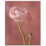 obraz-na-plotnie-botanika-piwonia-pasowa-80x100-cm-stan-nowy