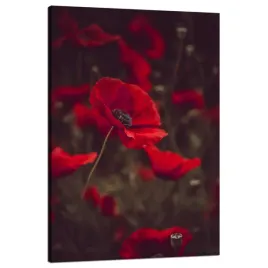 obraz-na-plotnie-botanika-krwiste-maki-80x120-cm