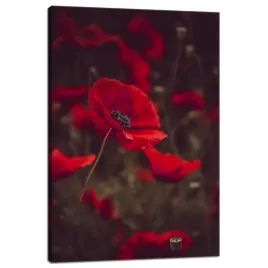 obraz-na-plotnie-botanika-krwiste-maki-40x60-cm