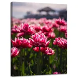 obraz-na-plotnie-botanika-pole-tulipanow-30x40-cm