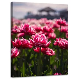 obraz-na-plotnie-botanika-pole-tulipanow-30x40-cm