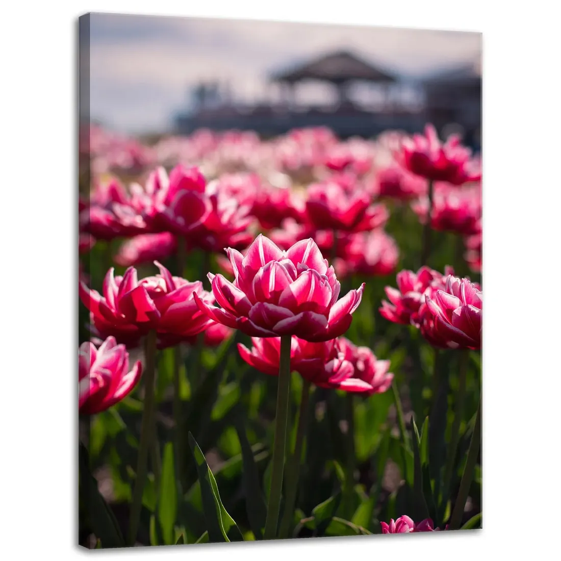 obraz-na-plotnie-botanika-pole-tulipanow-30x40-cm-stan-nowy