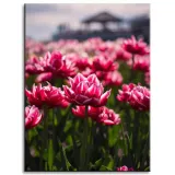 obraz-na-plotnie-botanika-pole-tulipanow-30x40-cm-stan-nowy