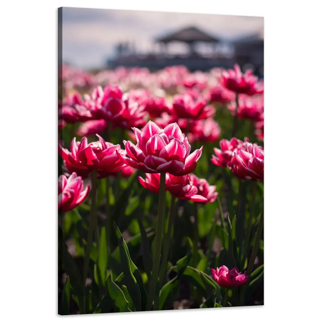 obraz-na-plotnie-botanika-pole-tulipanow-60x90-cm-stan-nowy