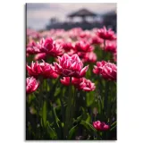 obraz-na-plotnie-botanika-pole-tulipanow-60x90-cm-stan-nowy
