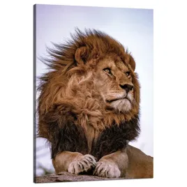 obraz-na-plotnie-glowa-grzywa-lwa-dzikosc-80x120-cm-idealny-na-prezent