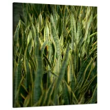 obraz-na-plotnie-botanika-sansewieria-80x100-cm