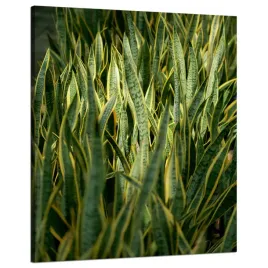 obraz-na-plotnie-botanika-sansewieria-80x100-cm
