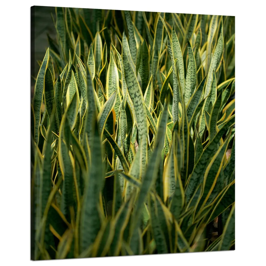 obraz-na-plotnie-botanika-sansewieria-80x100-cm-stan-nowy
