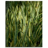 obraz-na-plotnie-botanika-sansewieria-80x100-cm-stan-nowy