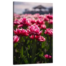 obraz-na-plotnie-botanika-pole-tulipanow-50x80-cm