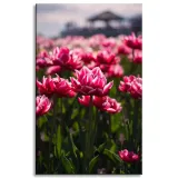 obraz-na-plotnie-botanika-pole-tulipanow-50x80-cm-stan-nowy