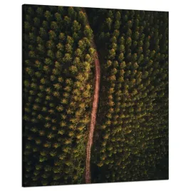 obraz-na-plotnie-natura-lesna-drozka-z-gory-80x100
