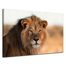obraz-na-plotnie-twarz-lwa-w-blasku-slonca-120x80-cm-idealny-na-prezent