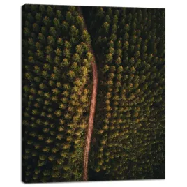 obraz-na-plotnie-natura-lesna-drozka-z-gory-40x50