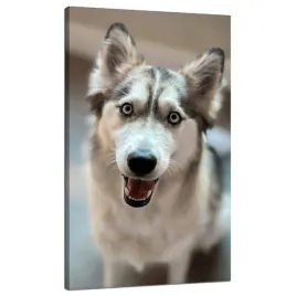 obraz-na-plotnie-zwierzeta-husky-z-bliska-70x120-c