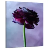 obraz-na-plotnie-botanika-purpurowy-kwiat-80x100