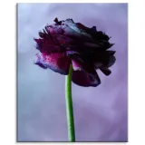 obraz-na-plotnie-botanika-purpurowy-kwiat-80x100-stan-nowy