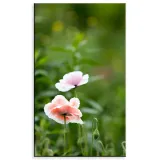 obraz-na-plotnie-botanika-jasne-maki-60x100-cm-stan-nowy