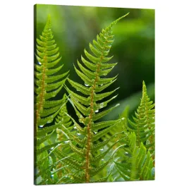 obraz-na-plotnie-botanika-paproc-z-rosa-80x120-cm