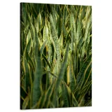 obraz-na-plotnie-botanika-sansewieria-60x90-cm