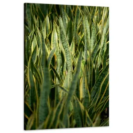 obraz-na-plotnie-botanika-sansewieria-60x90-cm