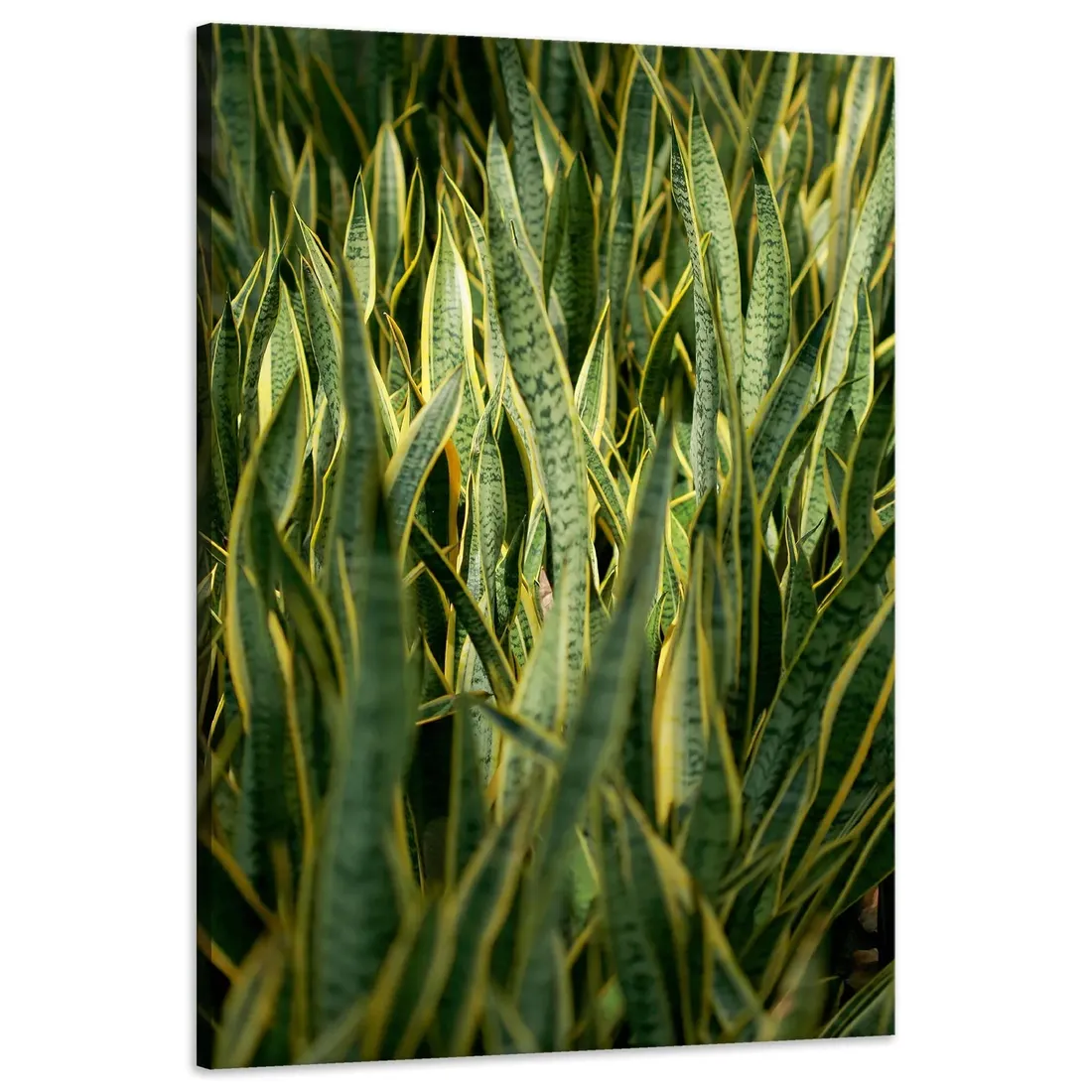 obraz-na-plotnie-botanika-sansewieria-60x90-cm-stan-nowy