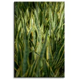 obraz-na-plotnie-botanika-sansewieria-60x90-cm-stan-nowy