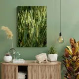 obraz-na-plotnie-botanika-sansewieria-60x90-cm-format-pionowy
