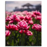 obraz-na-plotnie-botanika-pole-tulipanow-80x100-cm-stan-nowy