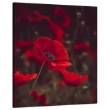 obraz-na-plotnie-botanika-krwiste-maki-80x100-cm