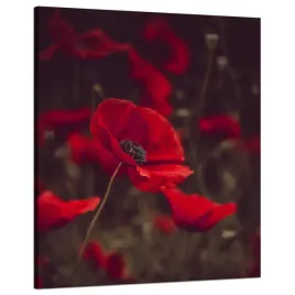 obraz-na-plotnie-botanika-krwiste-maki-80x100-cm