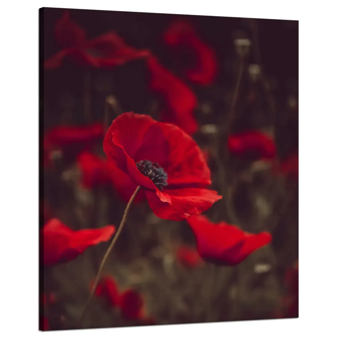 obraz-na-plotnie-botanika-krwiste-maki-80x100-cm-stan-nowy