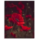 obraz-na-plotnie-botanika-krwiste-maki-80x100-cm-stan-nowy