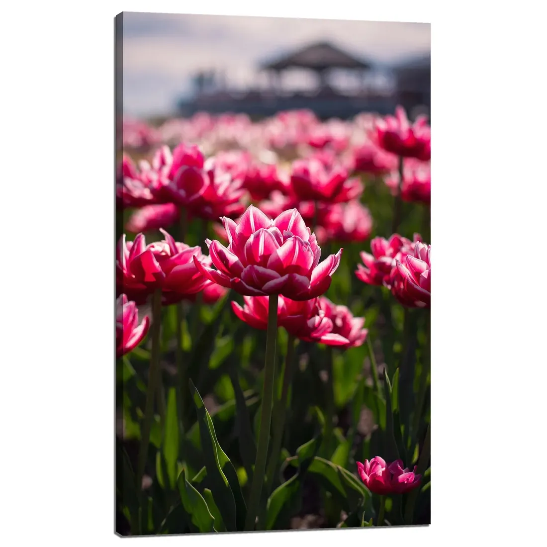 obraz-na-plotnie-botanika-pole-tulipanow-60x100-cm-stan-nowy