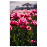 obraz-na-plotnie-botanika-pole-tulipanow-60x100-cm-stan-nowy