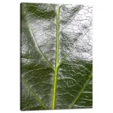 obraz-na-plotnie-botanika-zielony-lisc-40x60-cm