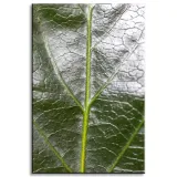 obraz-na-plotnie-botanika-zielony-lisc-40x60-cm-stan-nowy