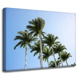 obraz-na-plotnie-natura-palmy-40x30-cm