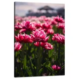 obraz-na-plotnie-botanika-pole-tulipanow-80x120-cm