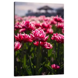 obraz-na-plotnie-botanika-pole-tulipanow-80x120-cm