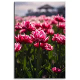 obraz-na-plotnie-botanika-pole-tulipanow-80x120-cm-stan-nowy