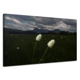 obrazy-na-plotnie-natura-kwiatki-polne-gory-120x70