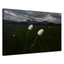 obrazy-na-plotnie-natura-kwiatki-polne-gory-120x80