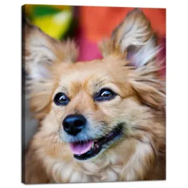 obraz-na-plotnie-zwierzeta-chihuahua-glowa-40x50