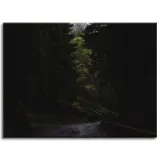 obraz-na-plotnie-natura-droga-mrok-strach-40x30-cm-stan-nowy