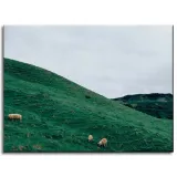 obraz-na-plotnie-natura-pastwisko-owce-gory-40x30-stan-nowy